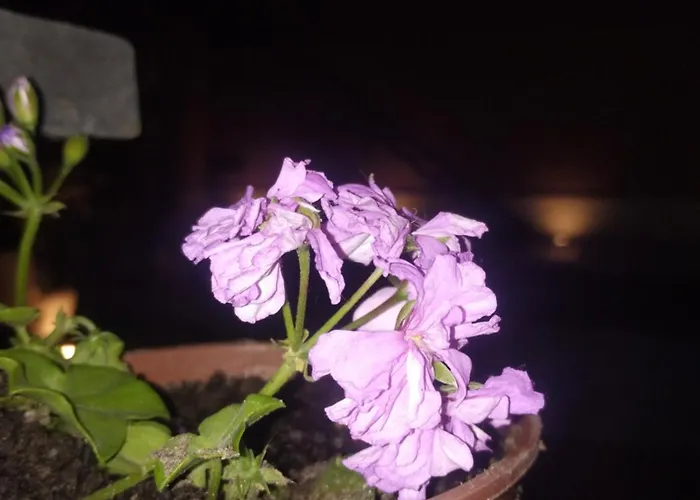 Sol Mendocino Apartamento Mendoza